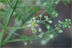 Clausena anisata
